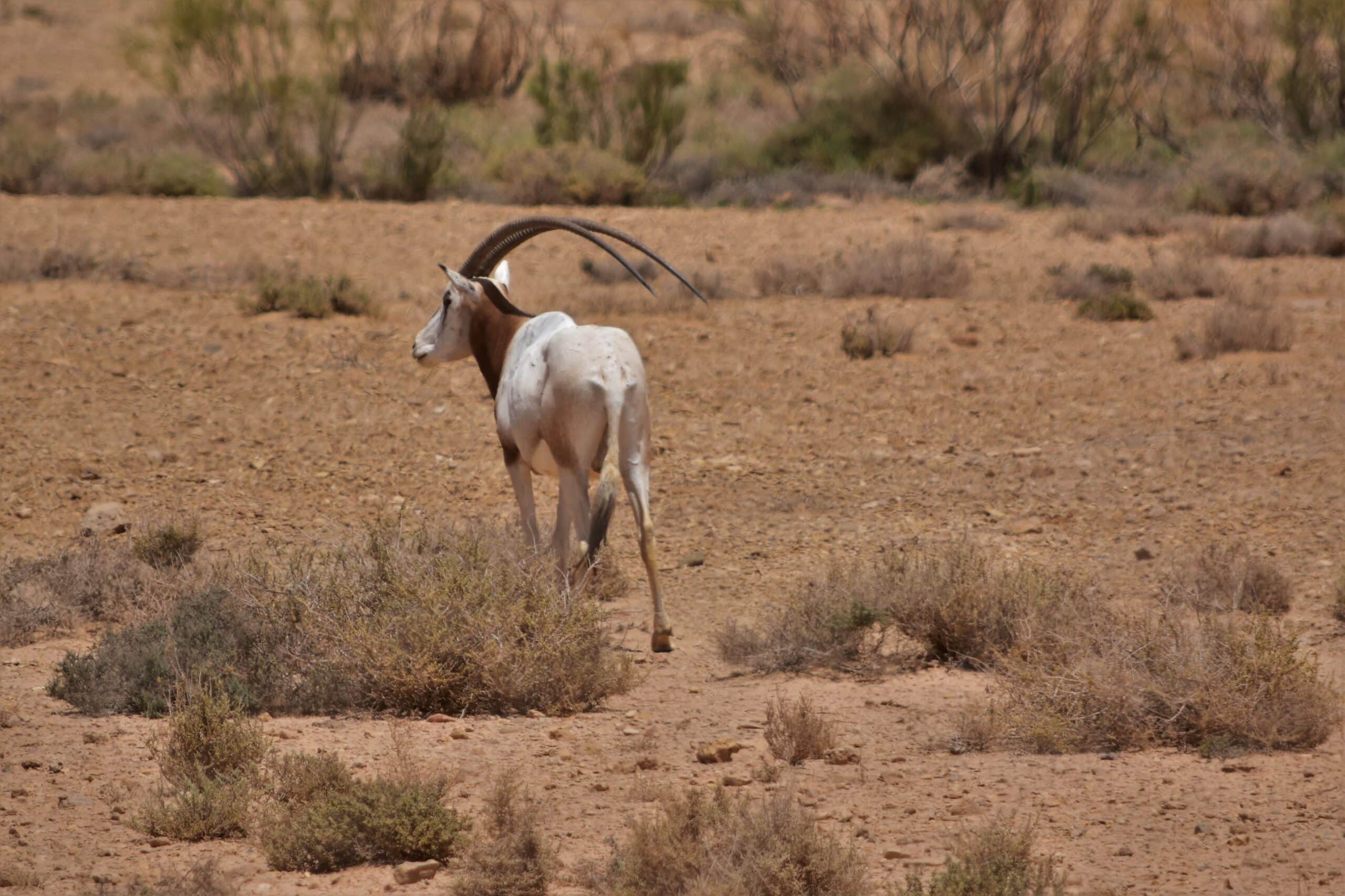 oryx dammah oryx algazelle 2