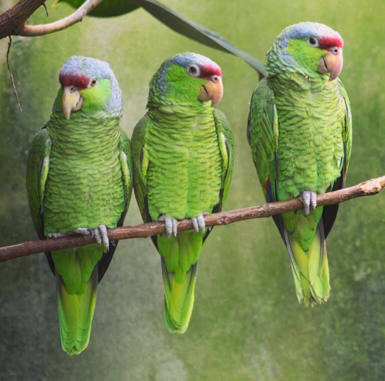 lilac crowned amazon parrots in a u.s. zoo lilac crowned amazon parrots in a u.s. zoo