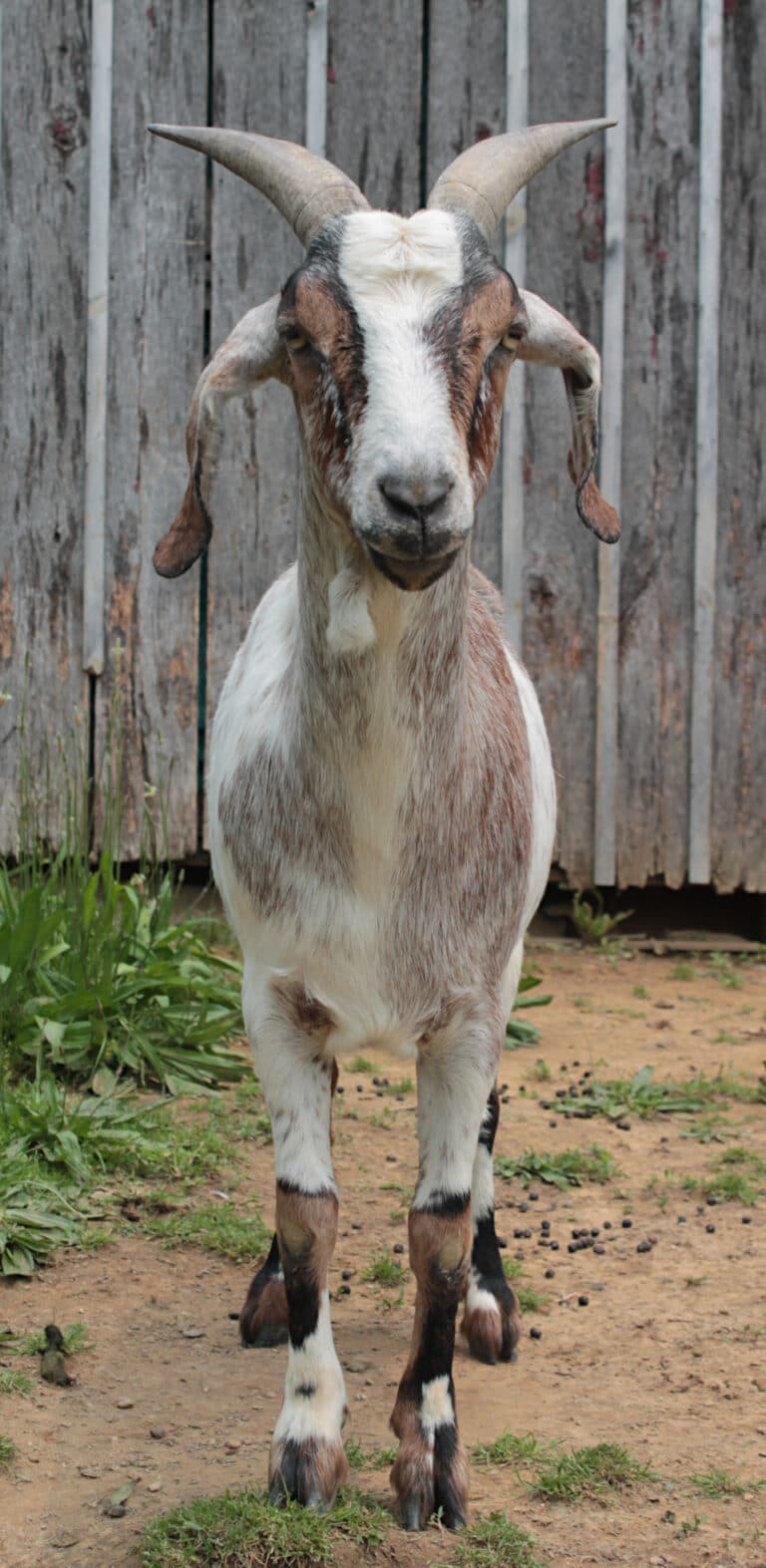 alpine boar female goat mix crowhocked rear feet alpine boar female goat mix crowhocked rear feet