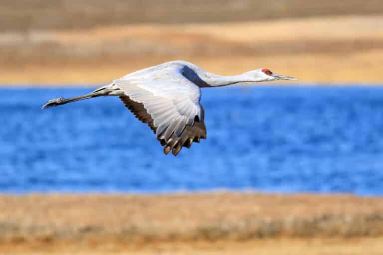 sandhill crane in flight over llano seco