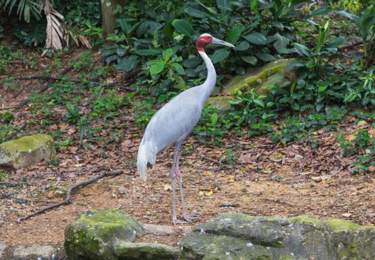 2016 singapur, jurong bird park (026)