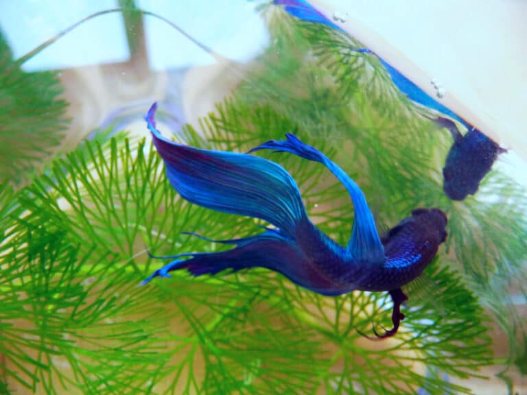 betta splendens male betta splendens male