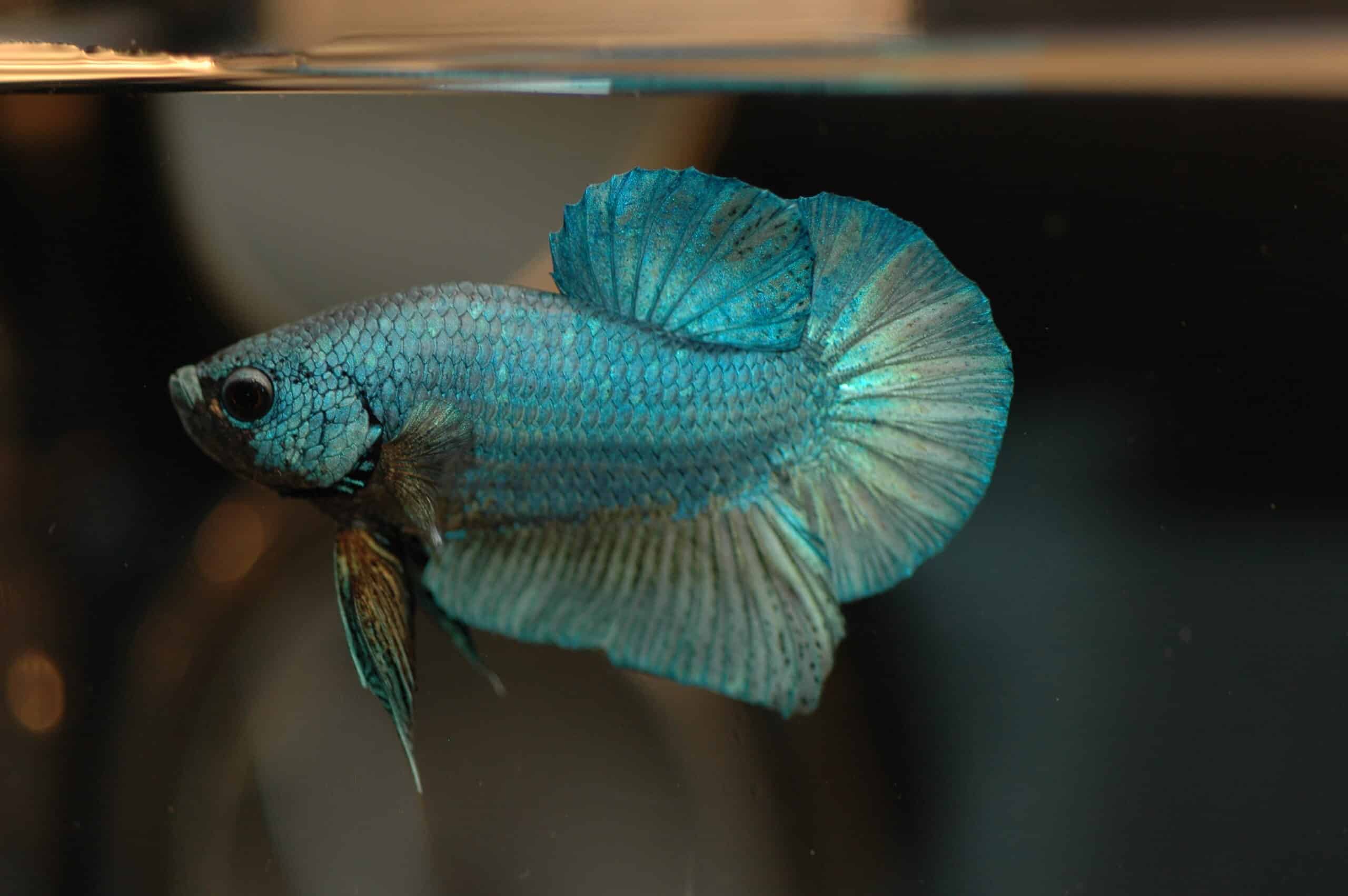 file:dvj betta splendens 003.jpg file:dvj betta splendens 003.jpg