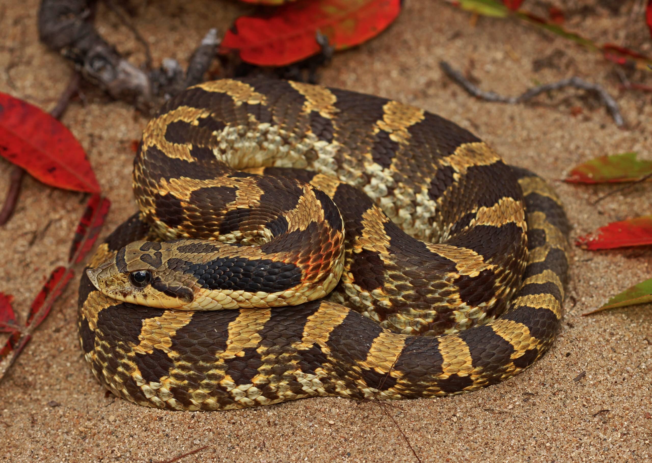 eastern hognose snake (heterodon platyrhinos (45166474531) eastern hognose snake (heterodon platyrhinos (45166474531)