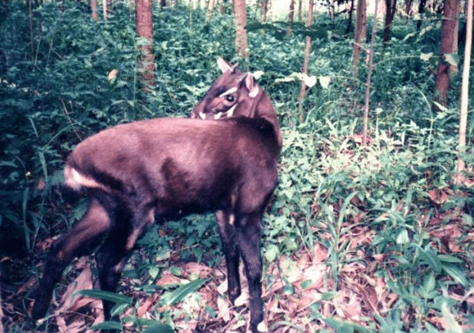pseudoryx nghetinhensis pseudoryx nghetinhensis Saola