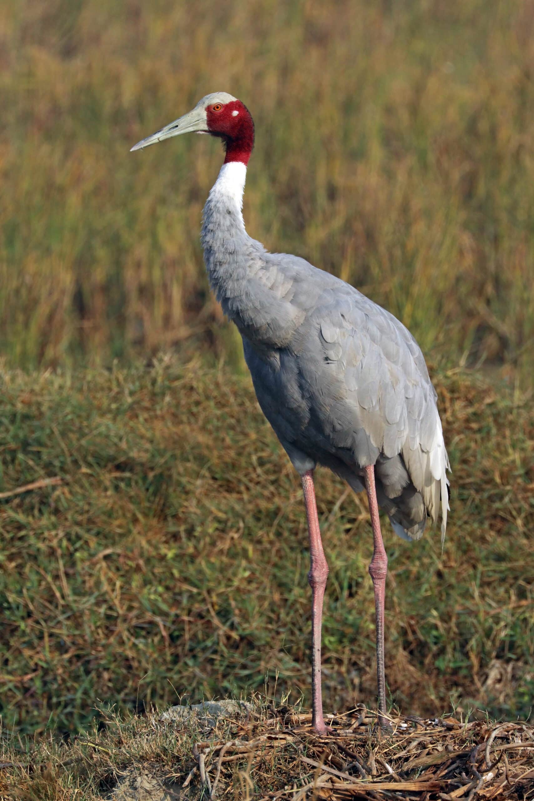sarus crane (grus antigone)