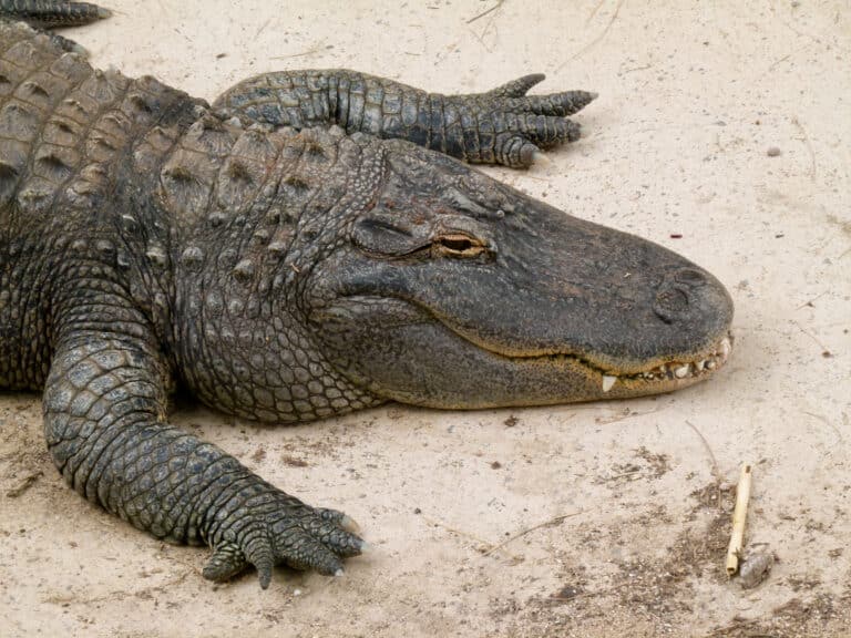 alligator mississippiensis oasis park 03