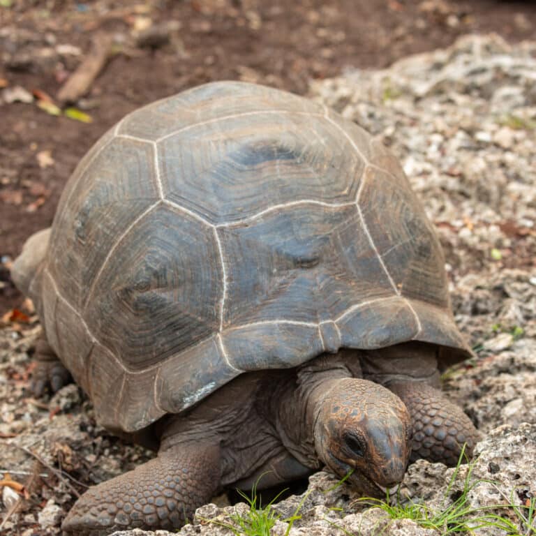 tortuga gigante de aldabra (aldabrachelys gigantea), isla changuu, tanzania, 2024 05 31, dd 13 tortuga gigante de aldabra (aldabrachelys gigantea), isla changuu, tanzania, 2024 05 31, dd 13