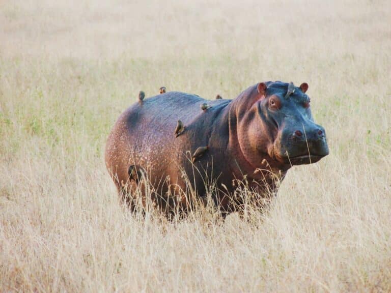 hippopotamus amphibius hippo and friends Hippopotamus