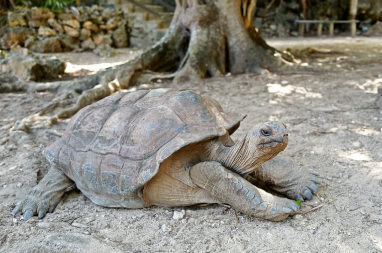 rodrigues tortoise françois leguat reserve by kevin gepford rodrigues tortoise françois leguat reserve by kevin gepford