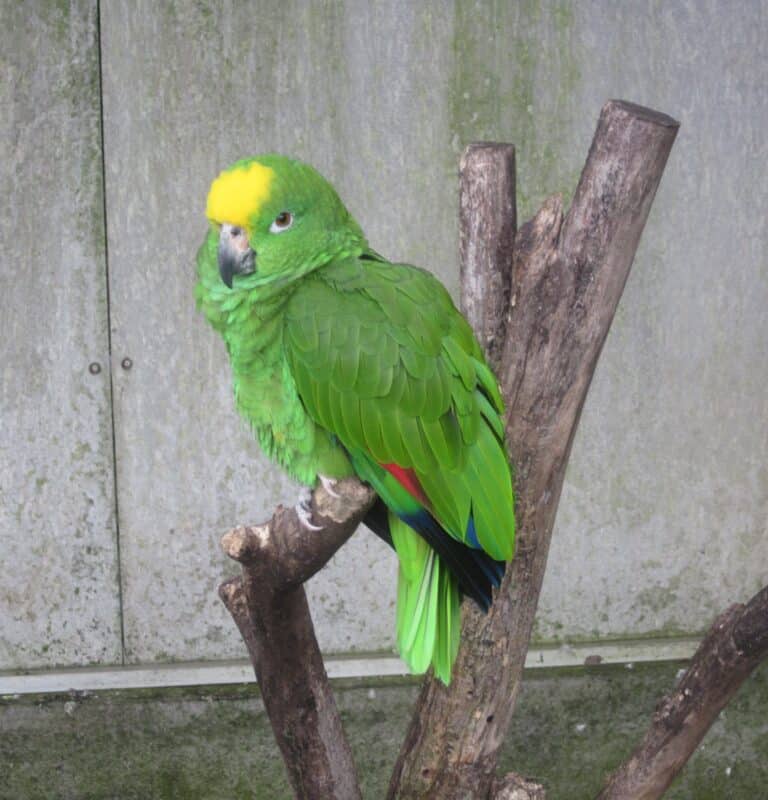 file:green amazon parrot in madeira botanical gardens apr 2013.jpg file:green amazon parrot in madeira botanical gardens apr 2013.jpg