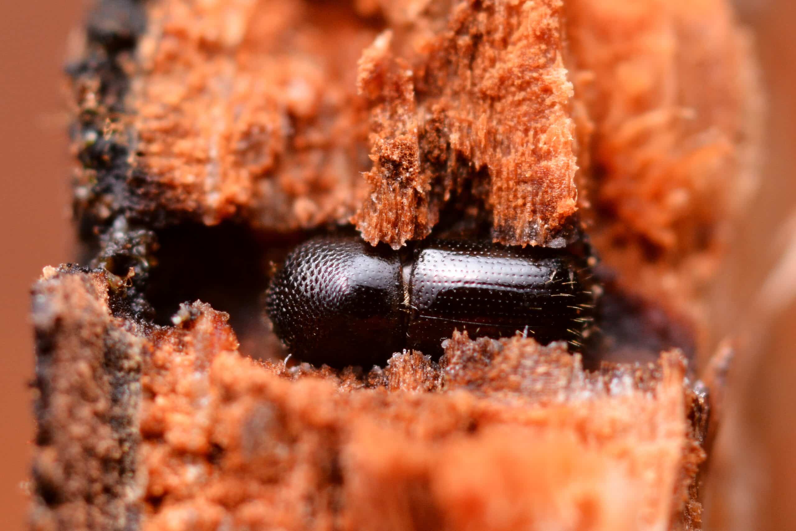 xylosandrus germanus (31299710464)
