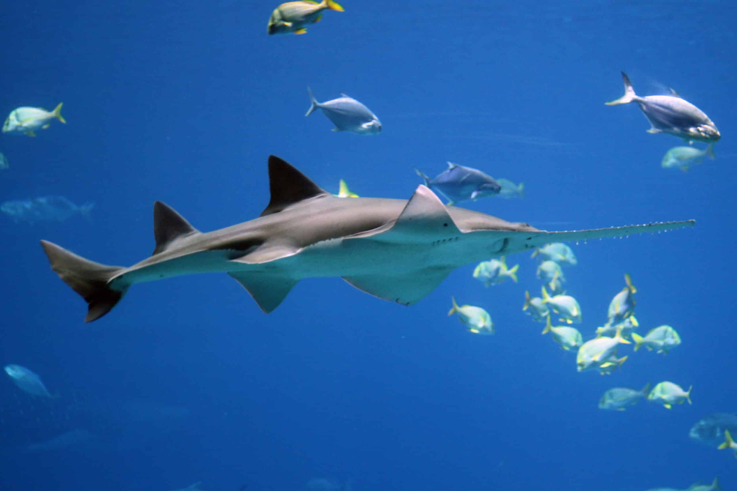 file:sawfish by forrest samuels.jpg file:sawfish by forrest samuels.jpg