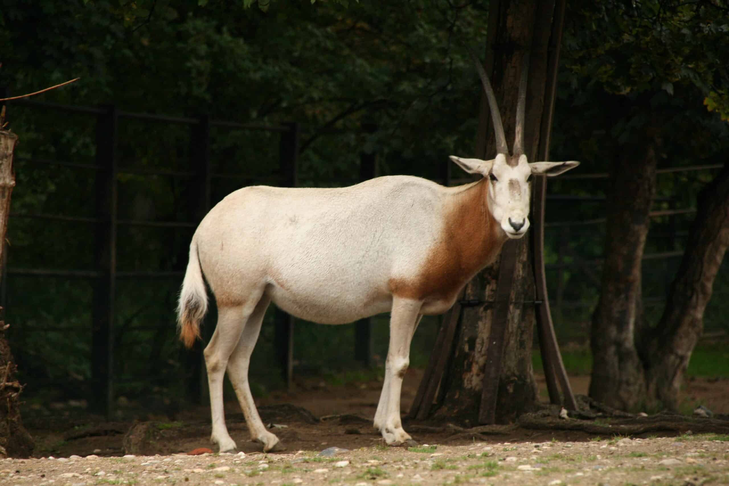 oryx dammah (6486169533)
