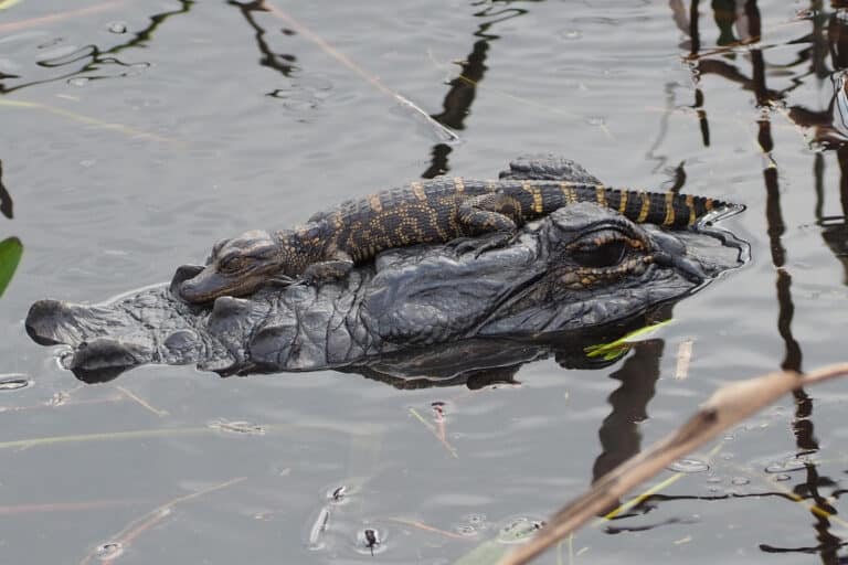 alligator mississippiensis 113744549
