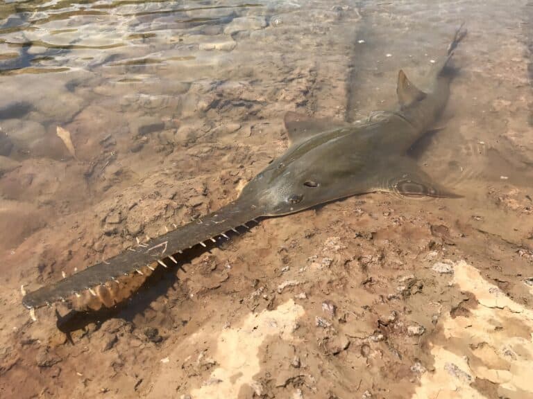 pristis pristis daly river pristis pristis daly river
