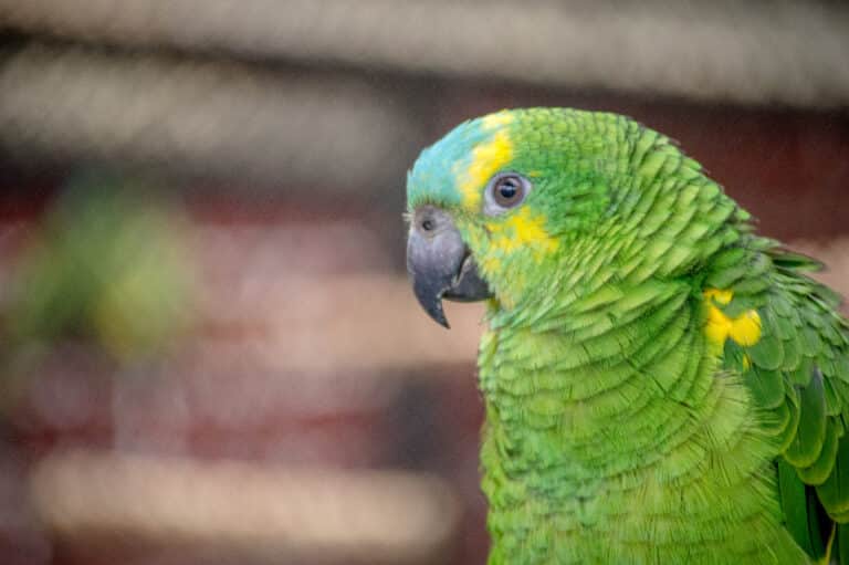 amazon parrot in indonesia amazon parrot in indonesia