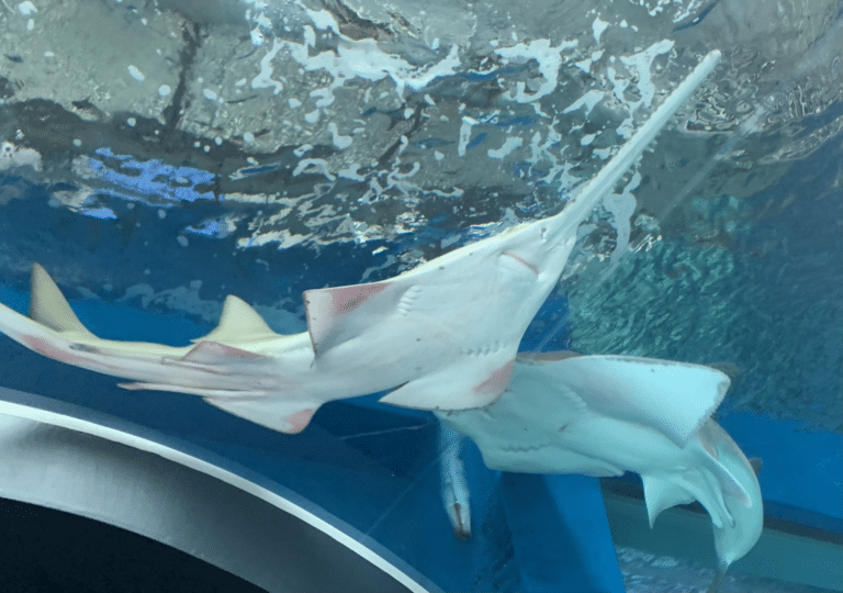 pristis clavata (dwarf sawfish) in aqua park shinagawa pristis clavata (dwarf sawfish) in aqua park shinagawa