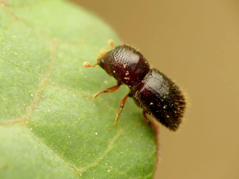 black stem borer (48192888746)