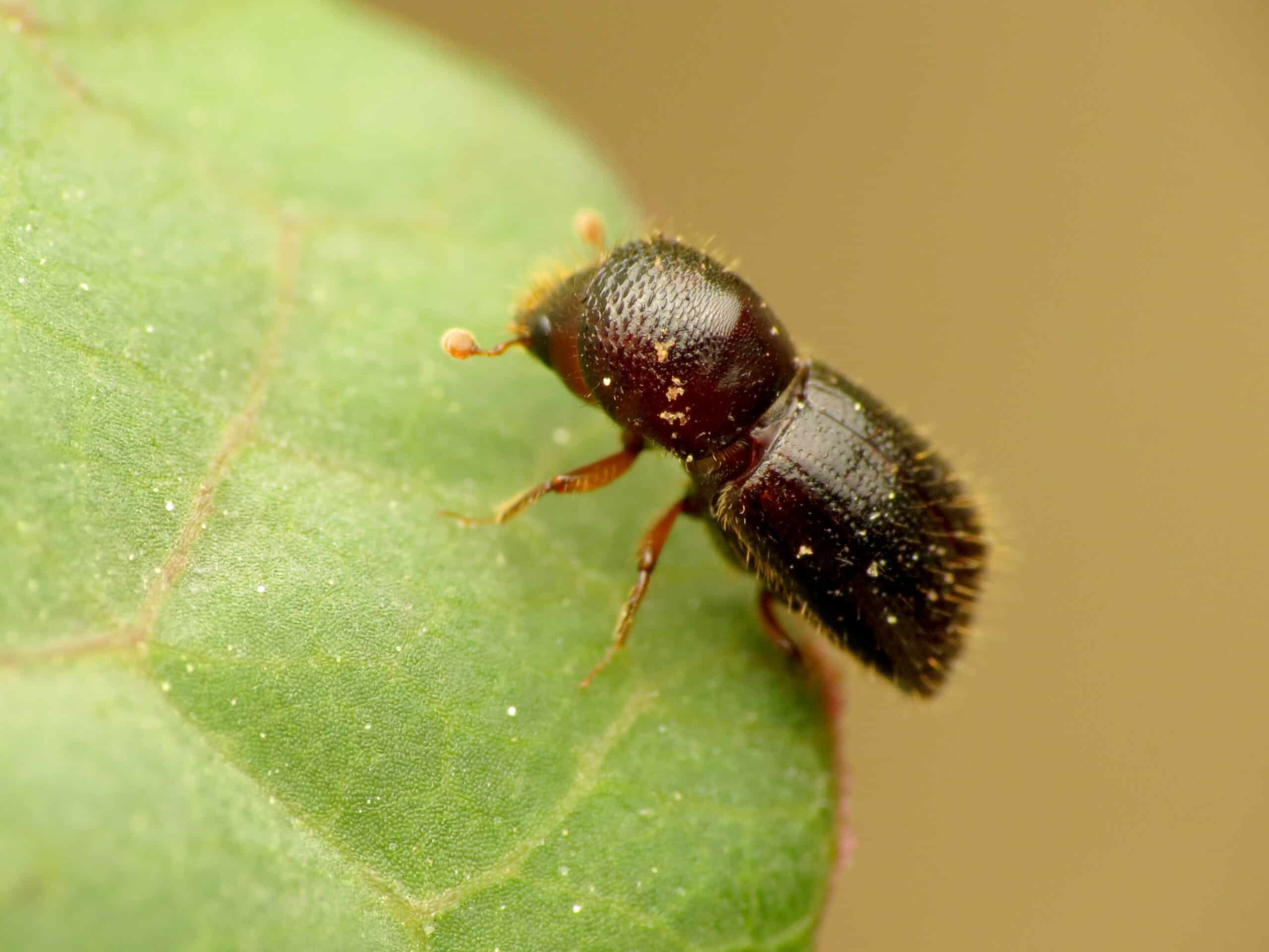 black stem borer (48192888746)