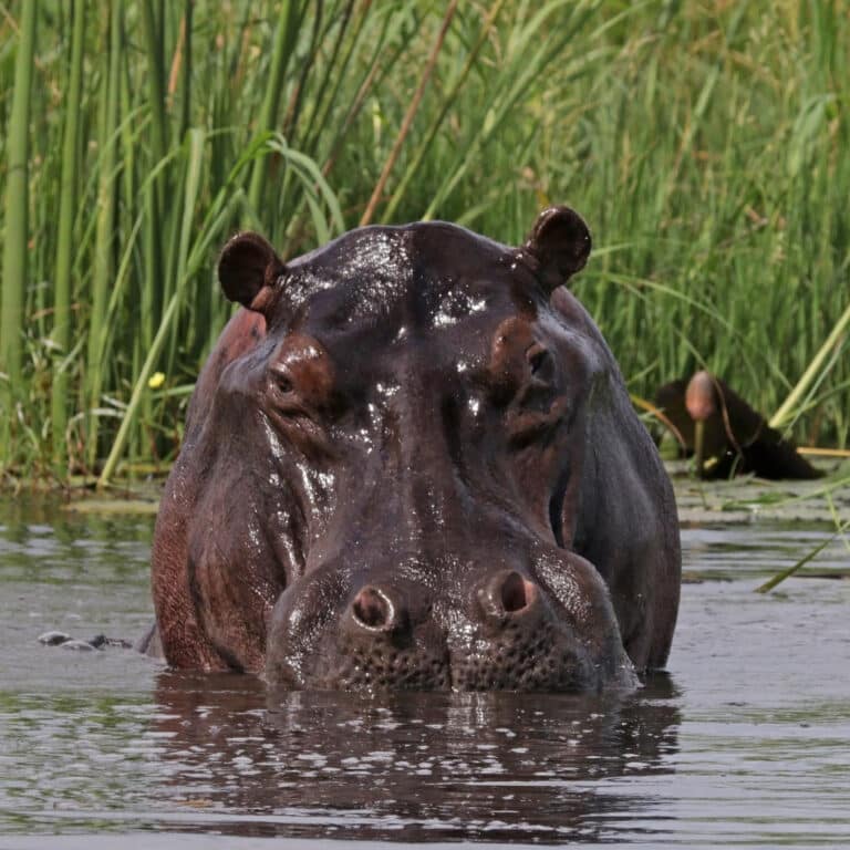 hippo (hippopotamus amphibius) head in water
