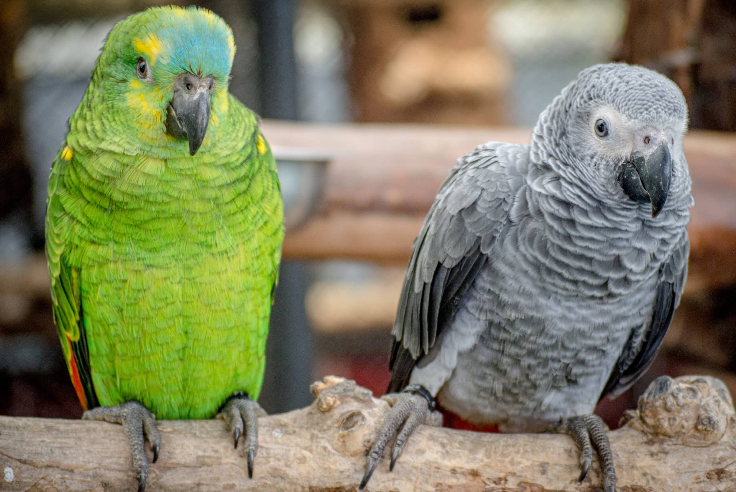 amazon parrot and gray parrot in indonesia amazon parrot and gray parrot in indonesia
