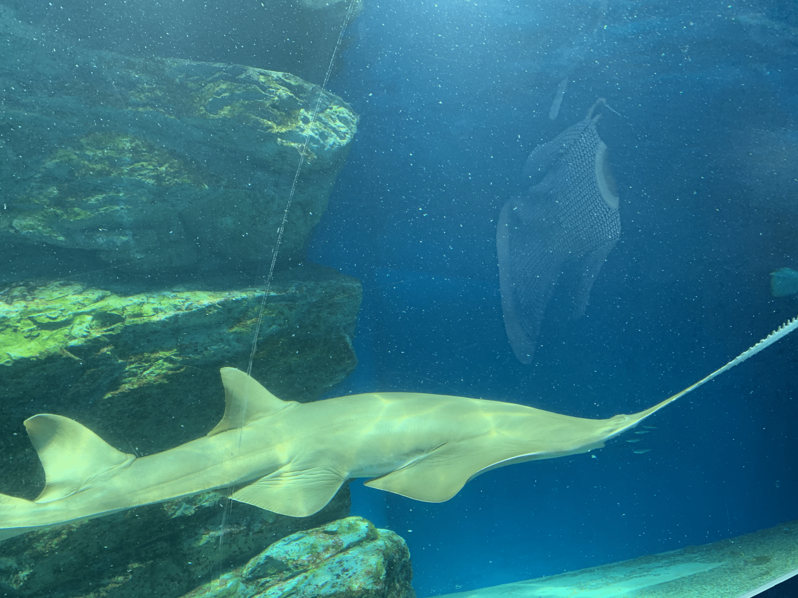 pristis zijsron (longcomb sawfish) in aqua park pristis zijsron (longcomb sawfish) in aqua park