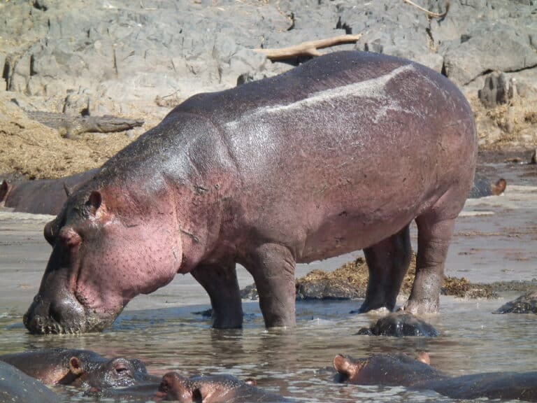 hippopotamus amphibius in tanzania 2830 nevit