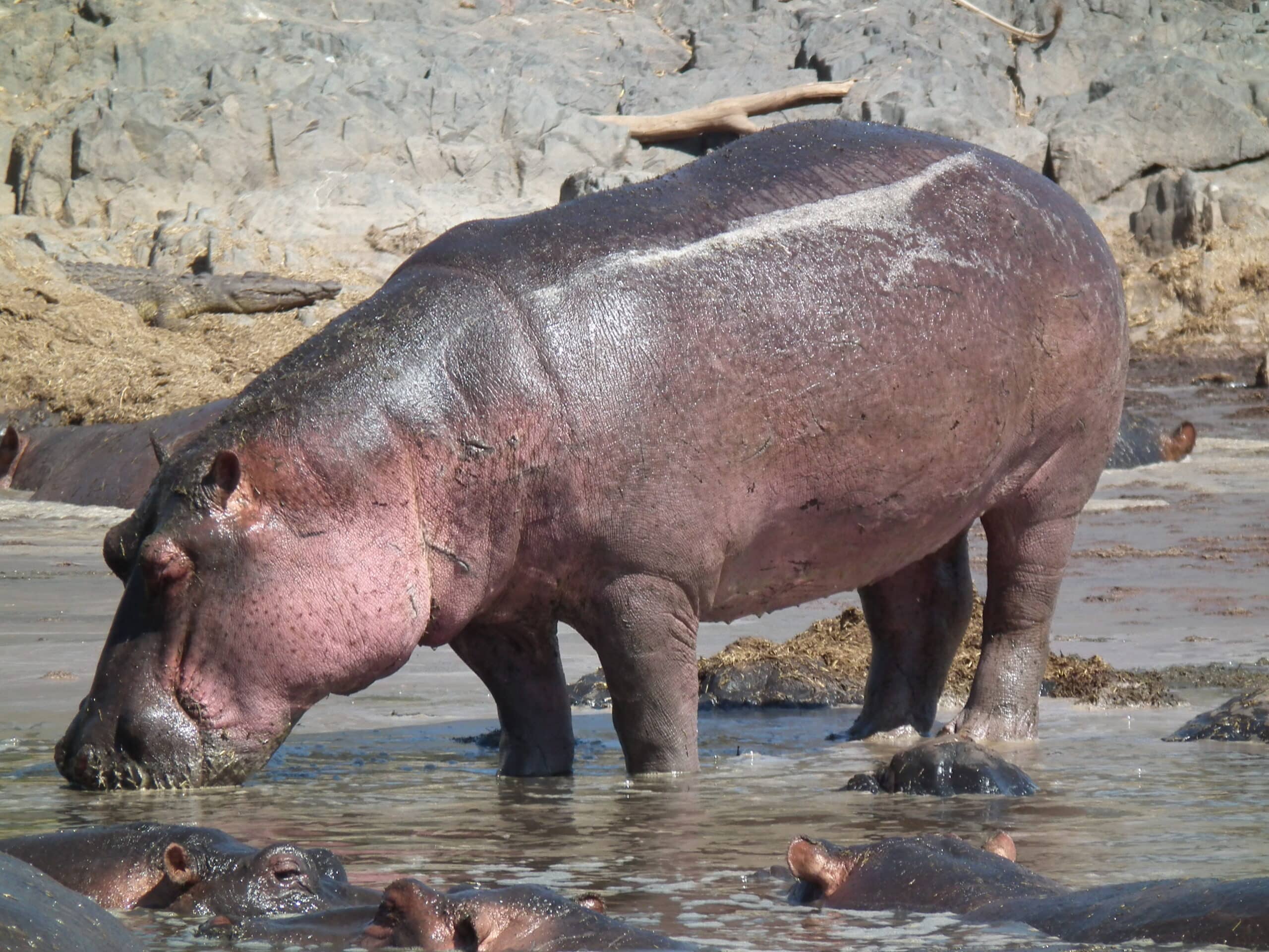 hippopotamus amphibius in tanzania 2830 nevit