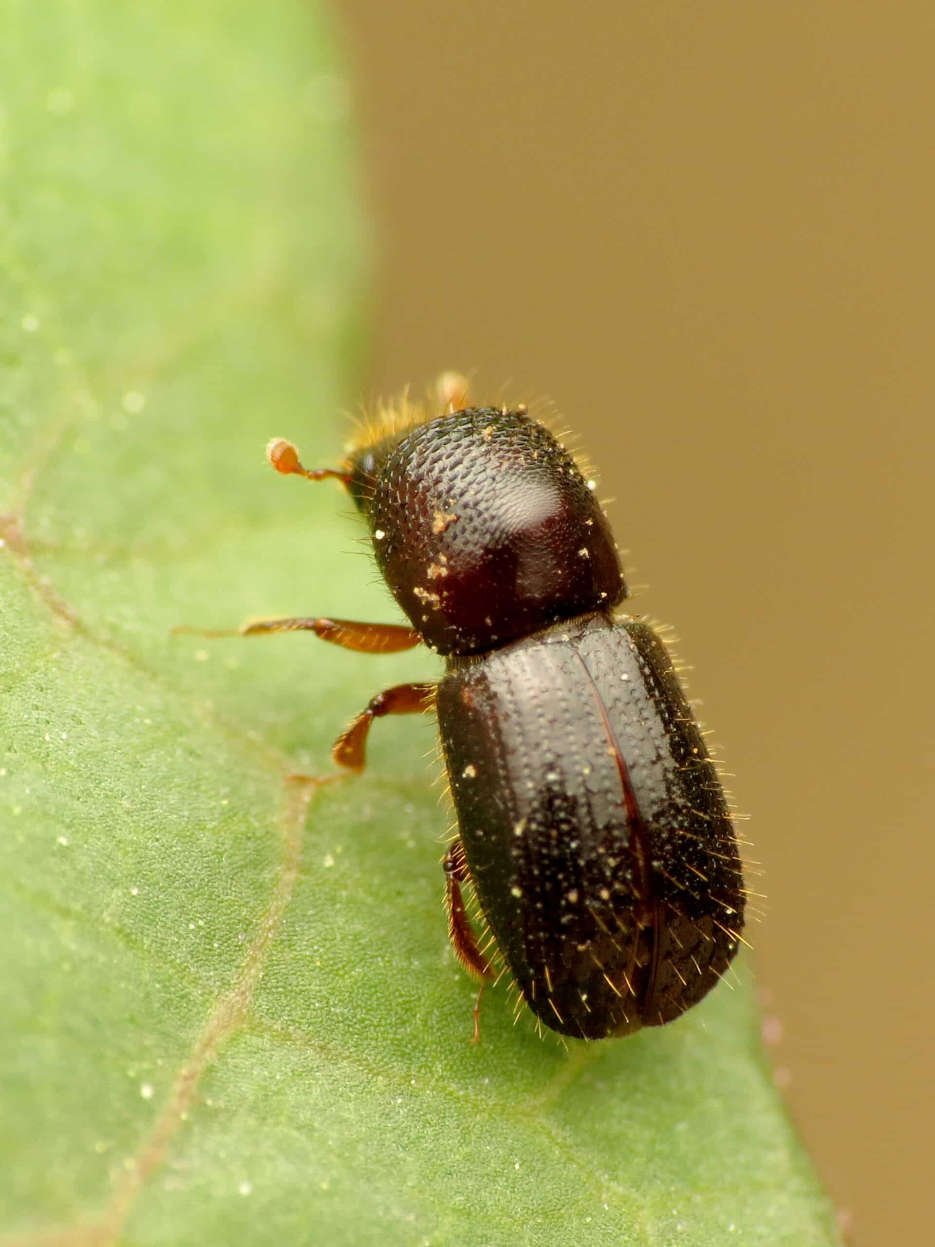 black stem borer (48192888621)