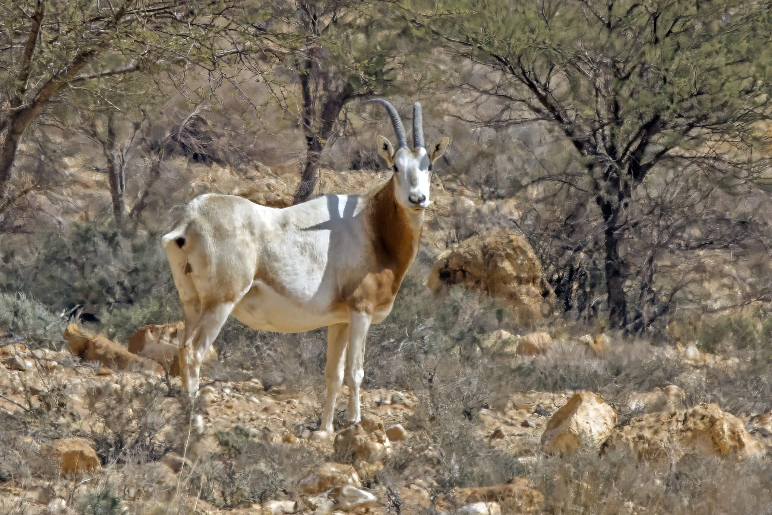 scimitar oryx (oryx dammah) bouhedmah