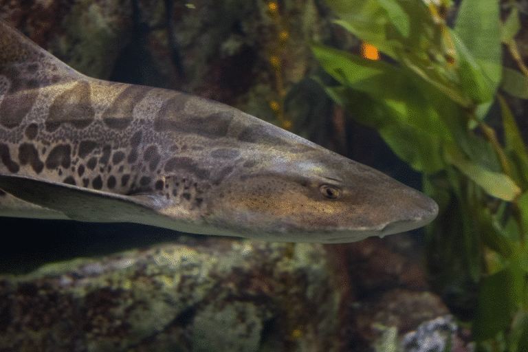 leopard shark unusual color variant aquarium of the pacific 2 leopard shark unusual color variant aquarium of the pacific 2