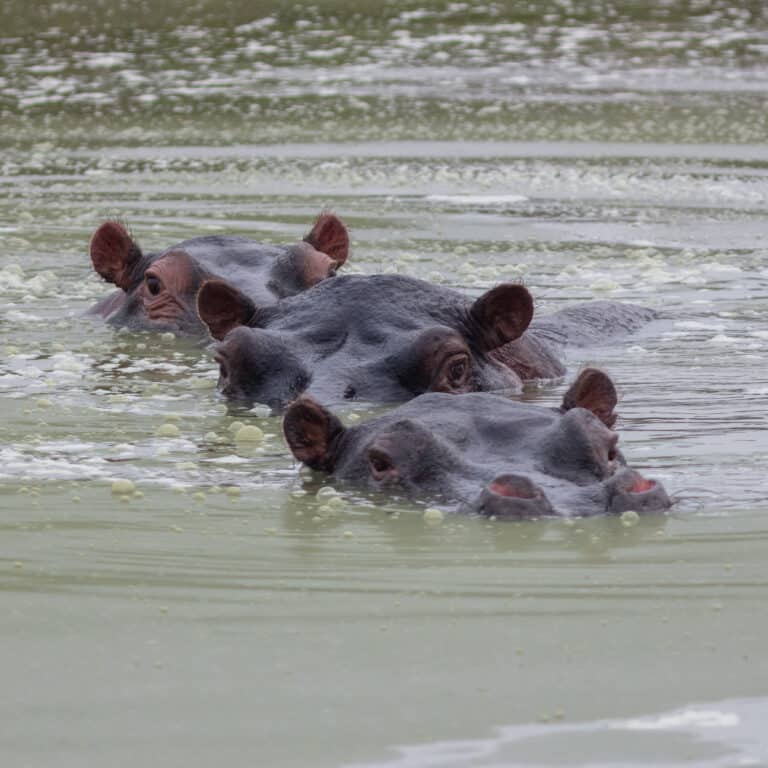 hipopótamo común (hippopotamus amphibius), parque nacional del lago mburo, uganda, 2024 02 01, dd 26
