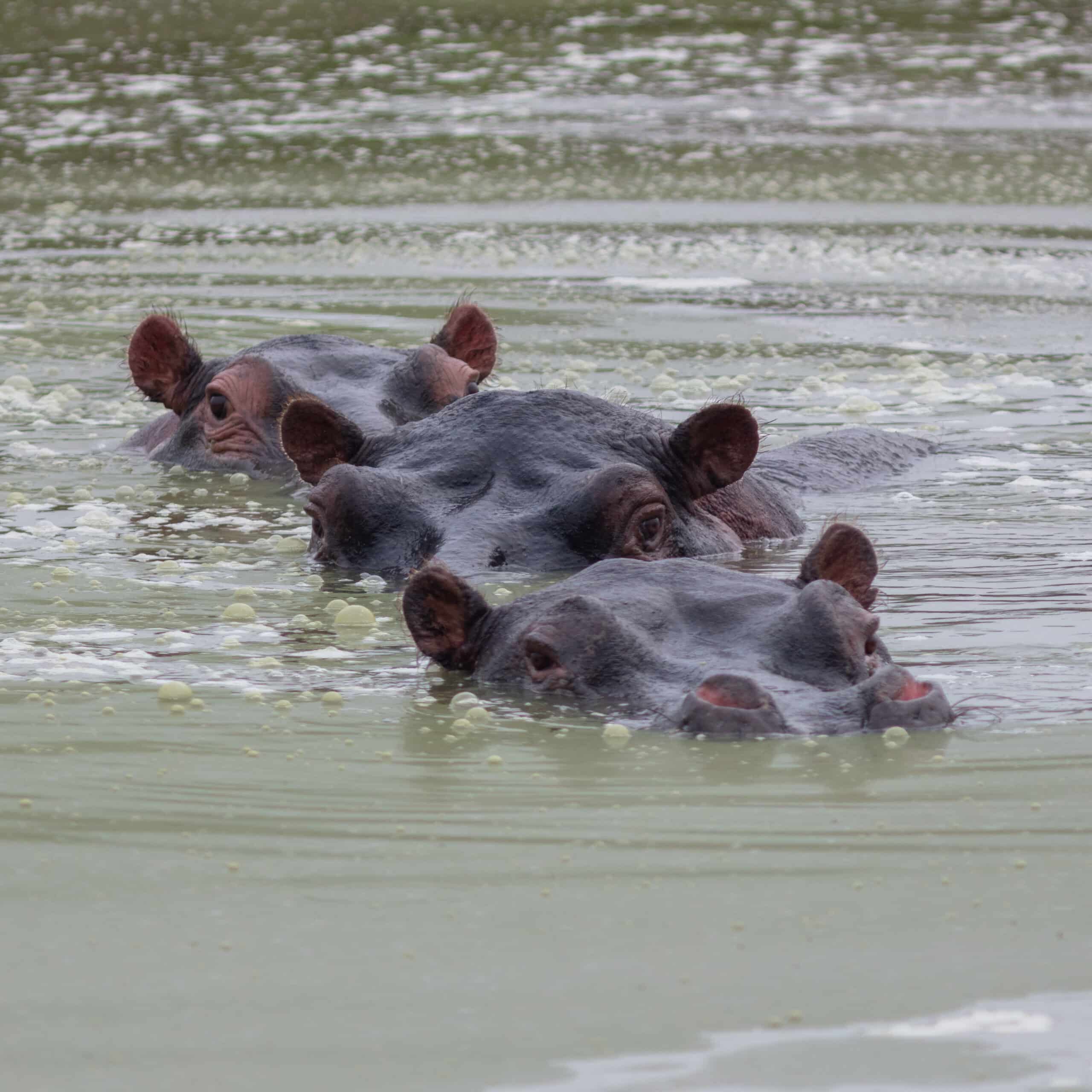 hipopótamo común (hippopotamus amphibius), parque nacional del lago mburo, uganda, 2024 02 01, dd 26