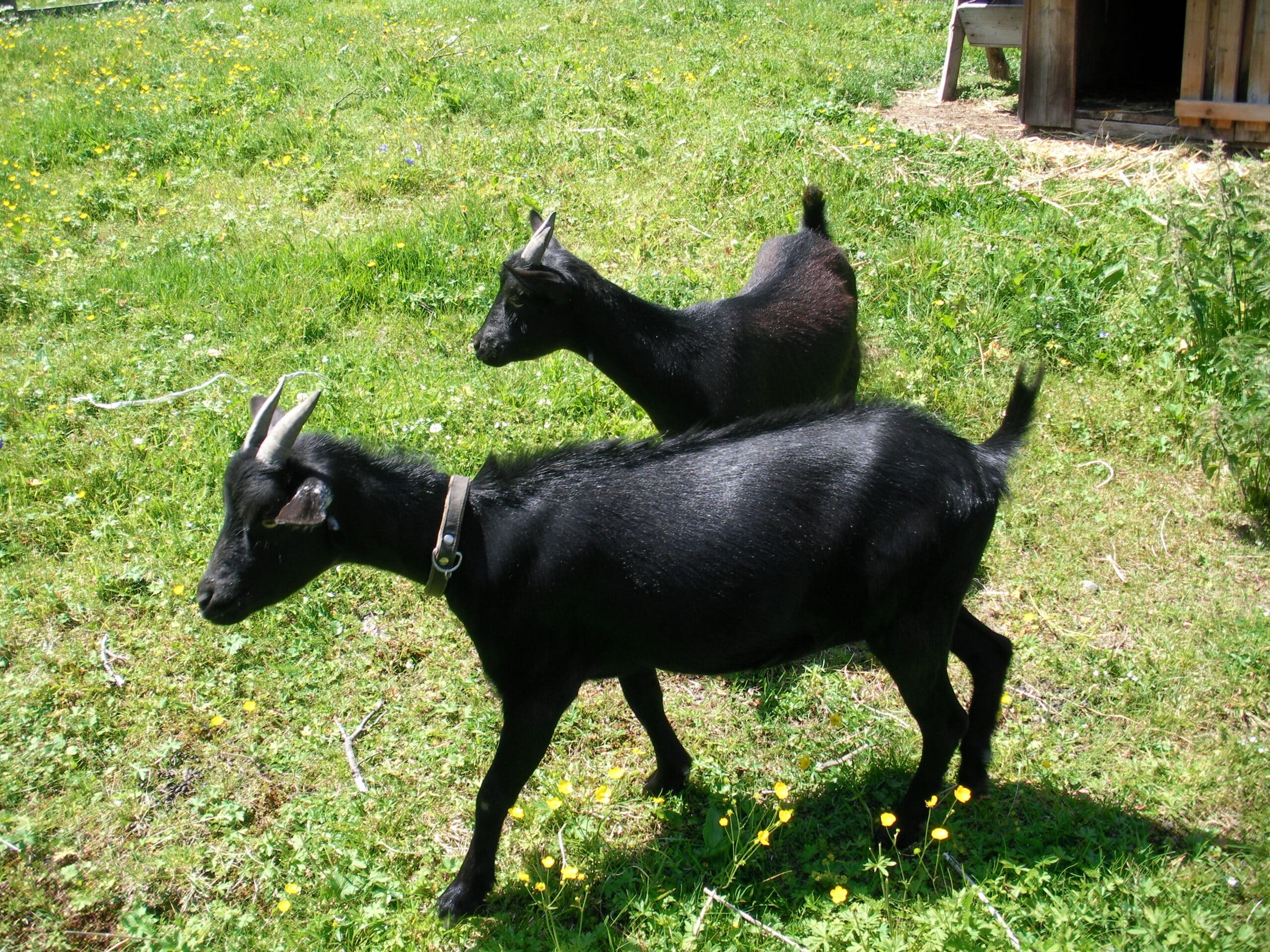 file:griller alpine pasture09.jpg file:griller alpine pasture09.jpg