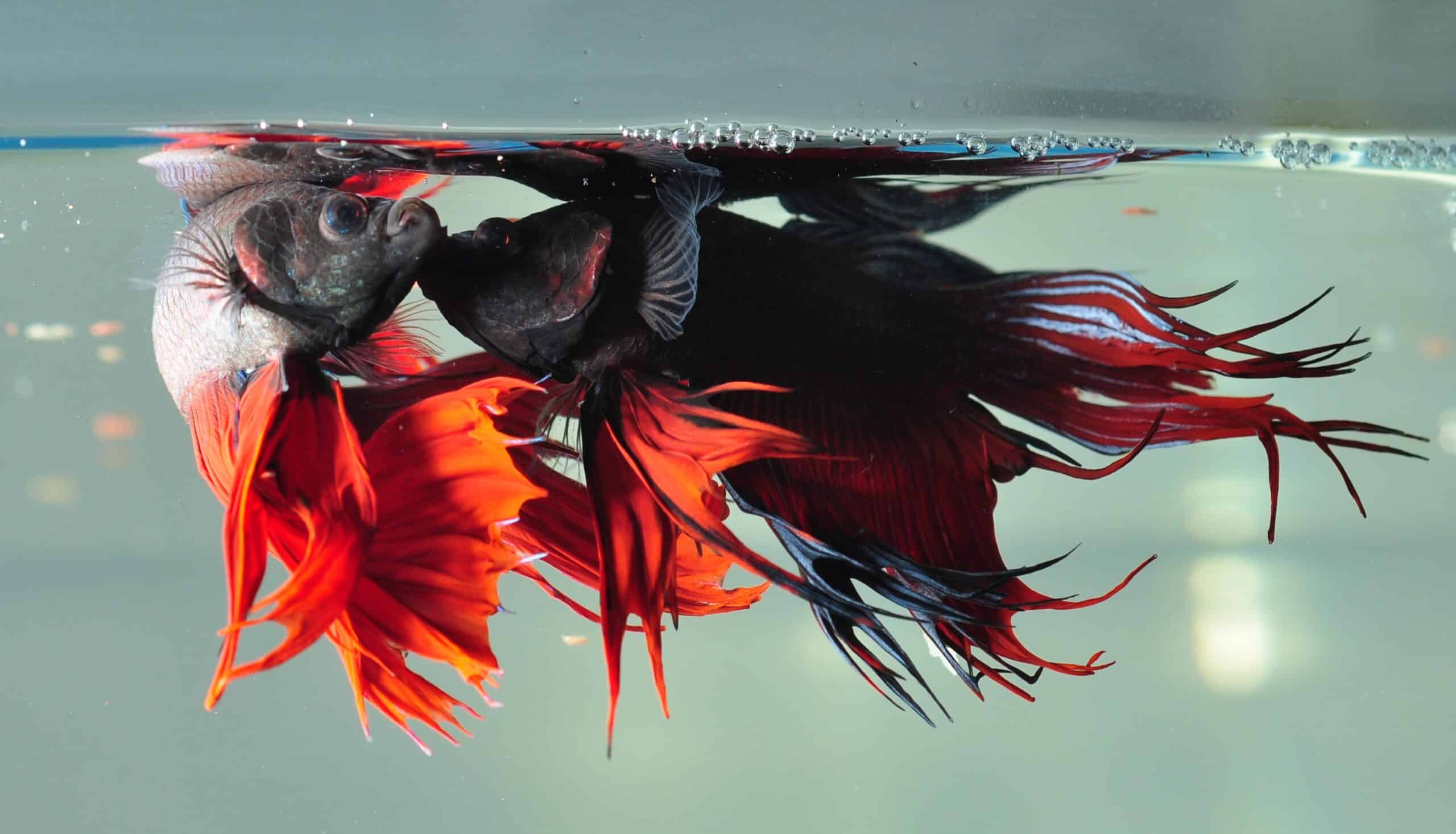 betta splendens fighting betta splendens fighting Betta Fish (Siamese Fighting Fish)
