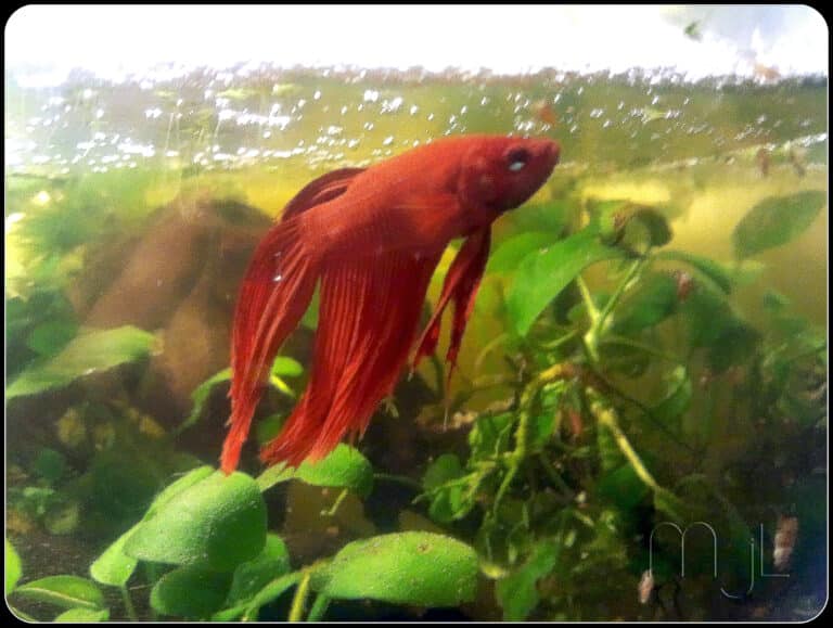 betta splendens rot betta splendens rot