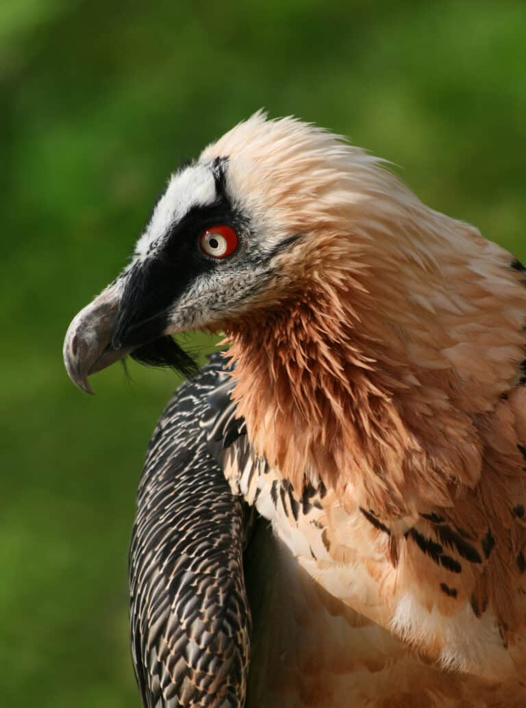 bartgeier gypaetus barbatus closeup1 richard bartz