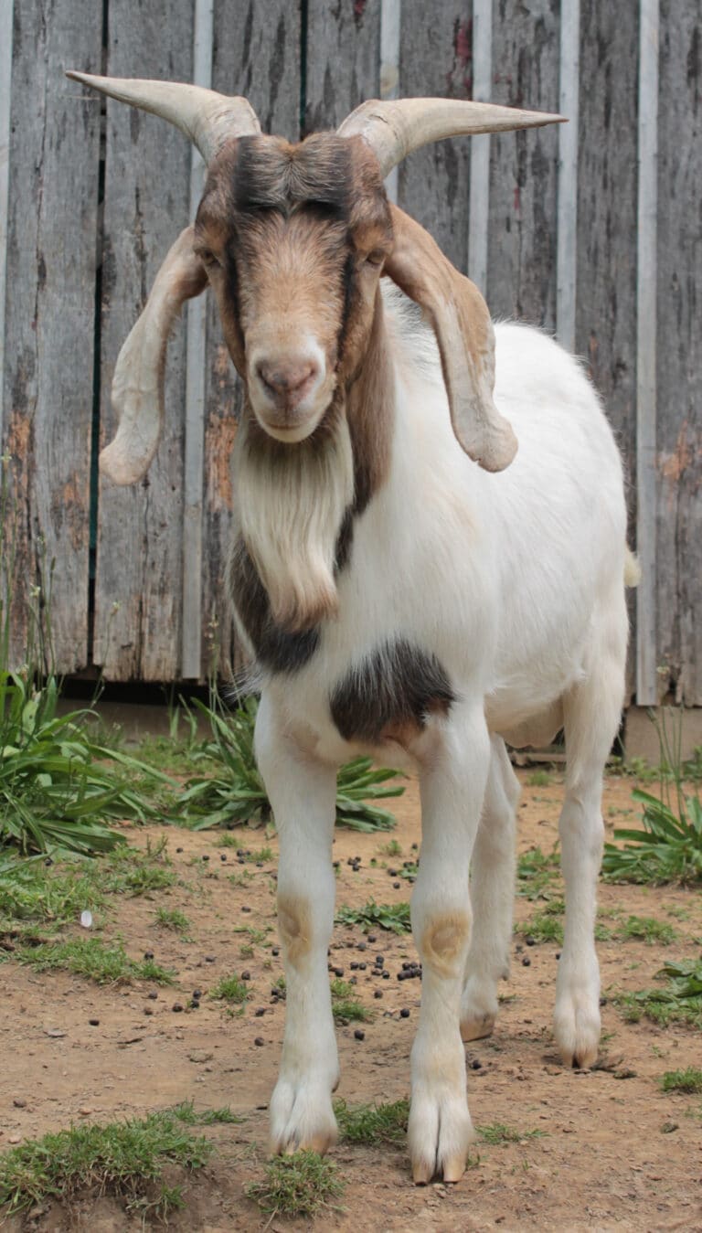 boer kiko alpine mix billy goat boer kiko alpine mix billy goat