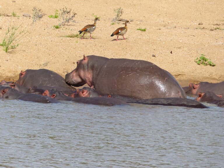 file:hippos (hippopotamus amphibius) (13967254713).jpg