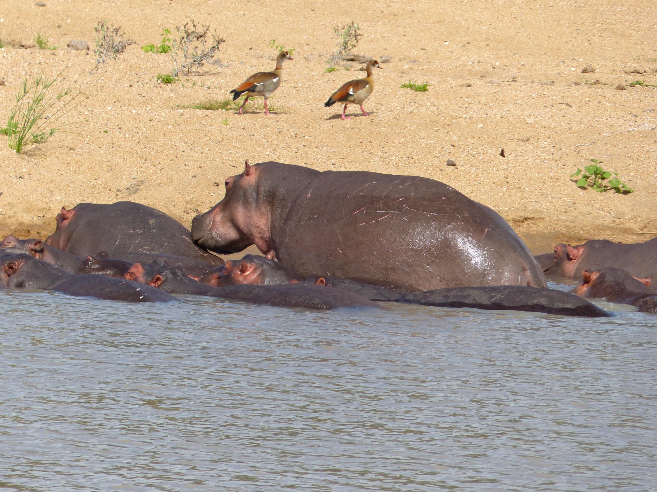 file:hippos (hippopotamus amphibius) (13967254713).jpg
