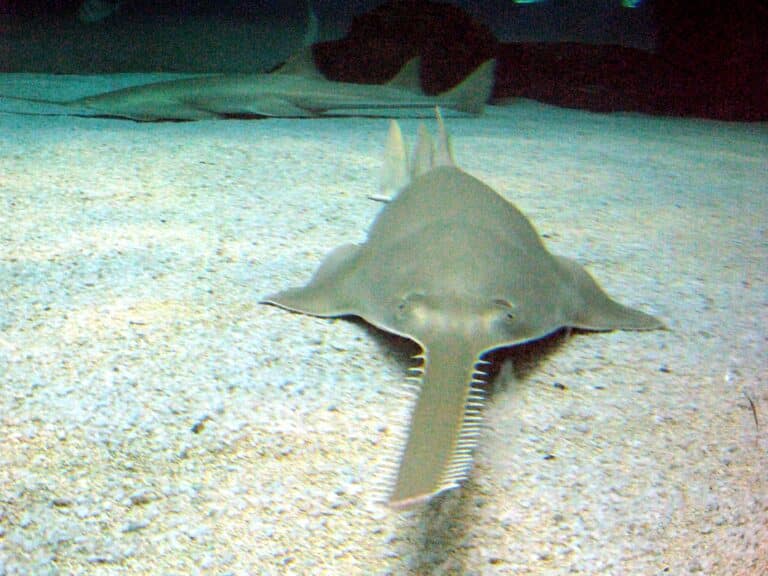 file:sawfish genova.jpg file:sawfish genova.jpg