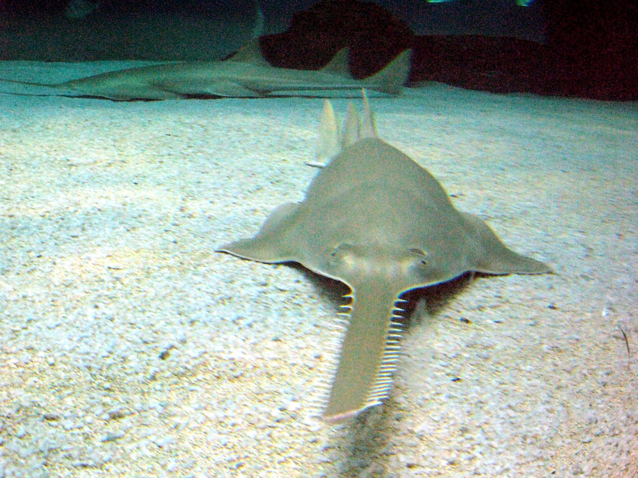 file:sawfish genova.jpg file:sawfish genova.jpg