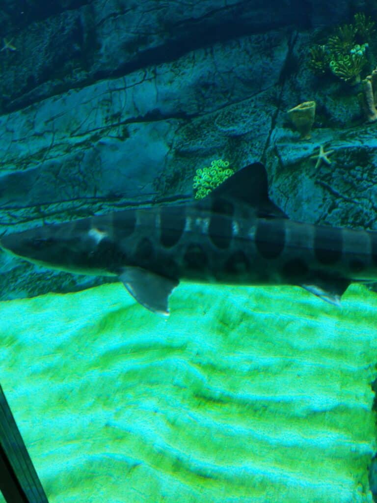 triakis semifasciata at san diego zoo africa rocks 02 triakis semifasciata at san diego zoo africa rocks 02