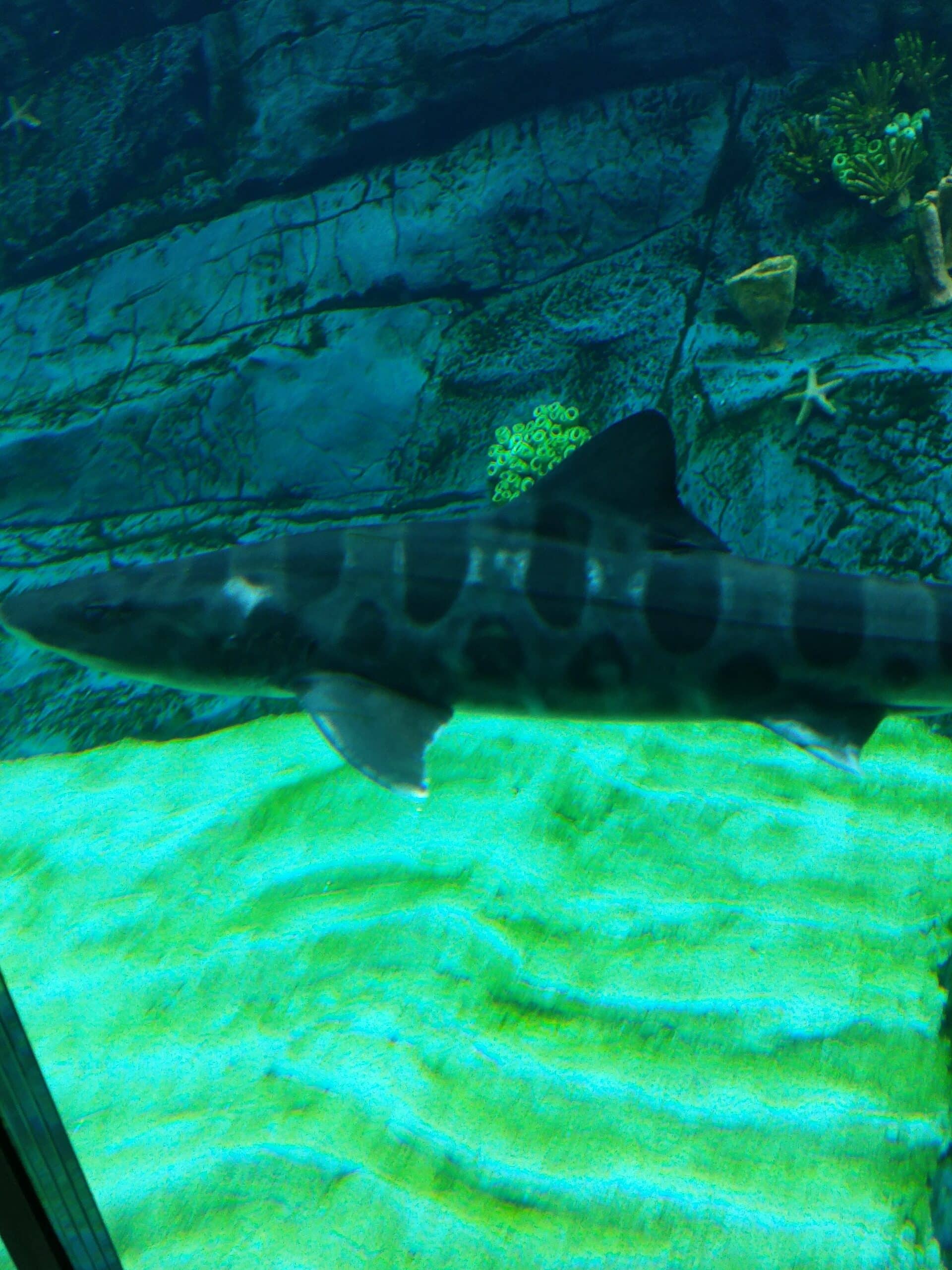triakis semifasciata at san diego zoo africa rocks 02 triakis semifasciata at san diego zoo africa rocks 02