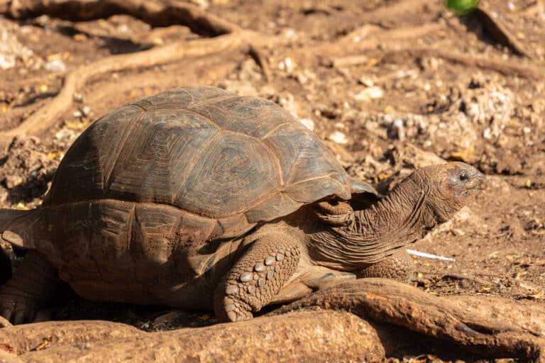 tortuga gigante de aldabra (aldabrachelys gigantea), isla changuu, tanzania, 2024 05 31, dd 09 tortuga gigante de aldabra (aldabrachelys gigantea), isla changuu, tanzania, 2024 05 31, dd 09 Aldabra Giant Tortoise