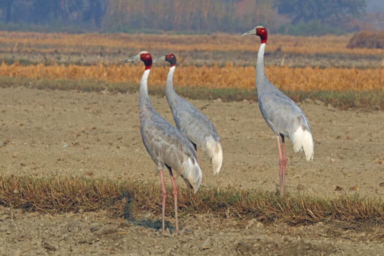 sarus cranes (grus antigone) Sarus Crane