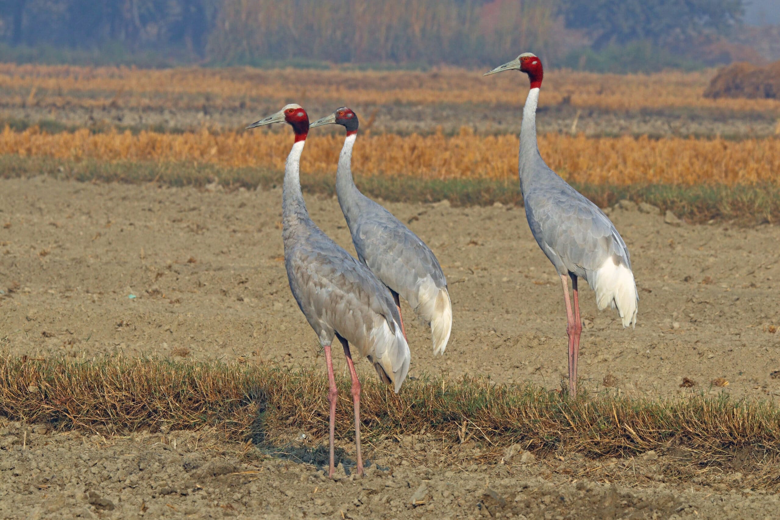 sarus cranes (grus antigone)  Sarus Crane