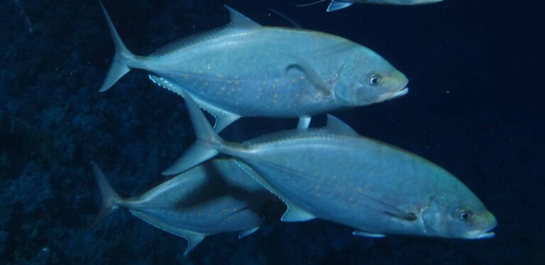 a group of herring scad, alepes vari, swimming down the slope (36149008690) Herring