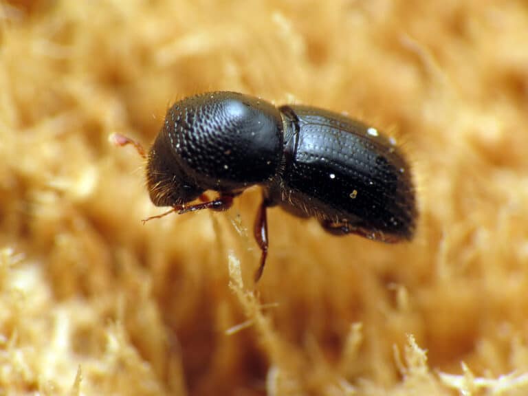 black stem borer flickr treegrow Ambrosia Beetle
